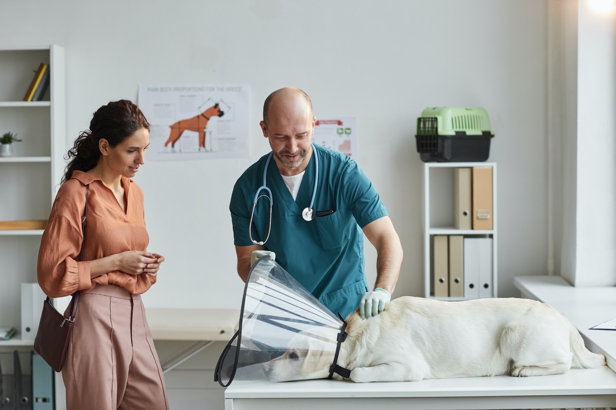 Veterinarian Examining Dog in Vet Clinic